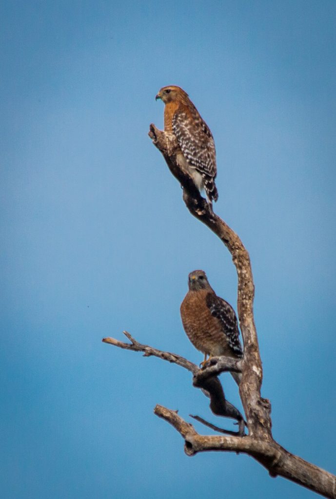 Red-shouldered Hawk