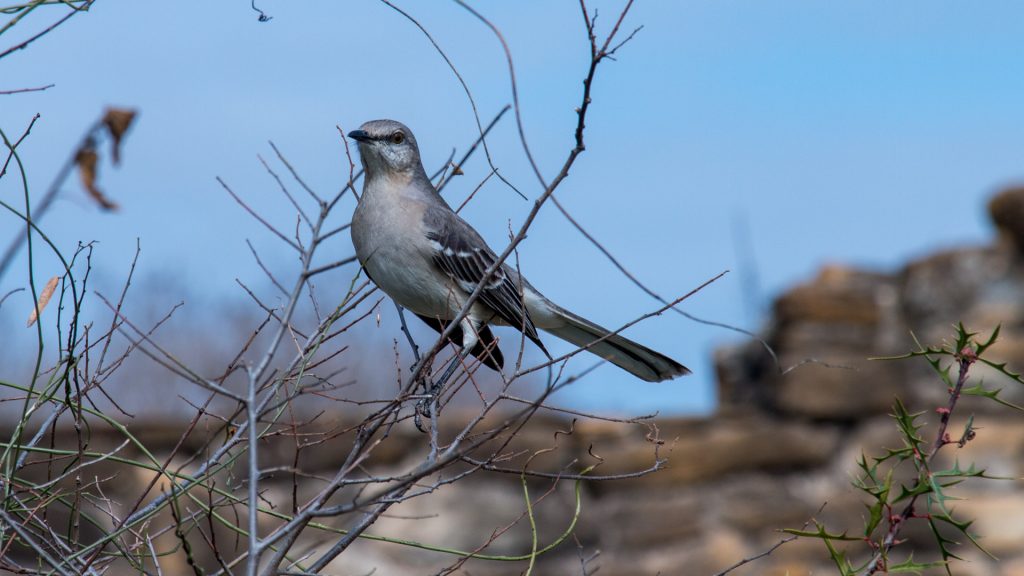 Northern Mockingbird