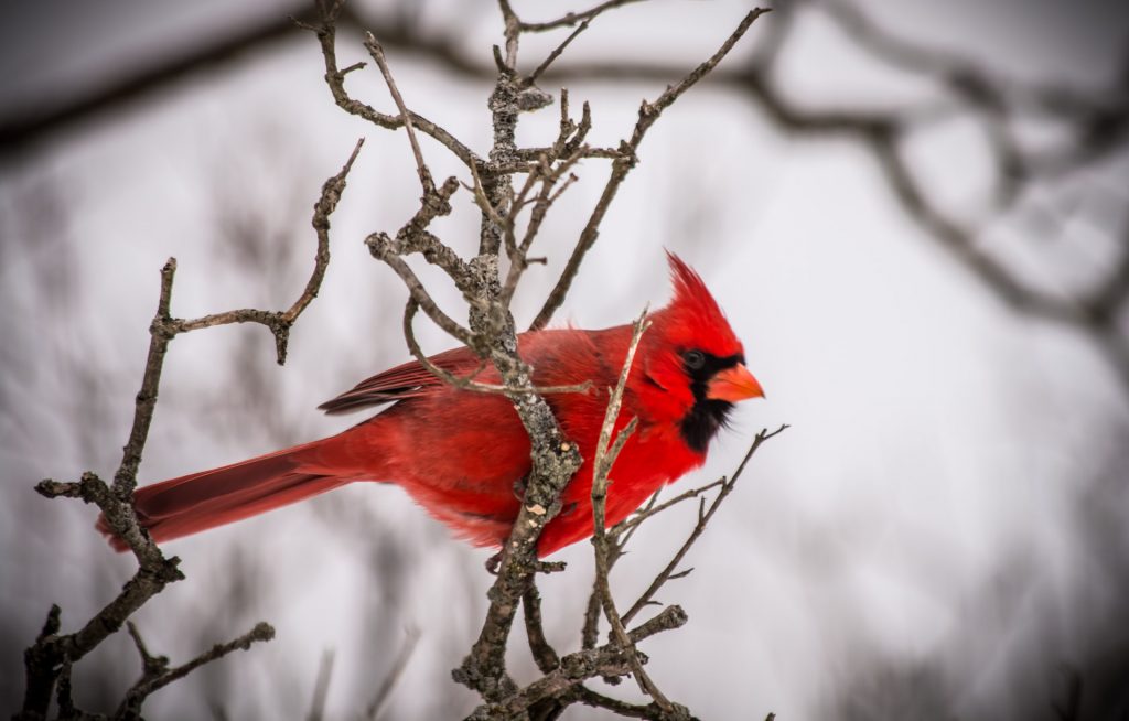 Cardinal