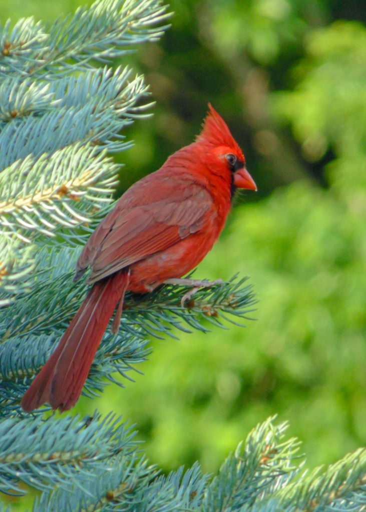 Cardinal In The Pine