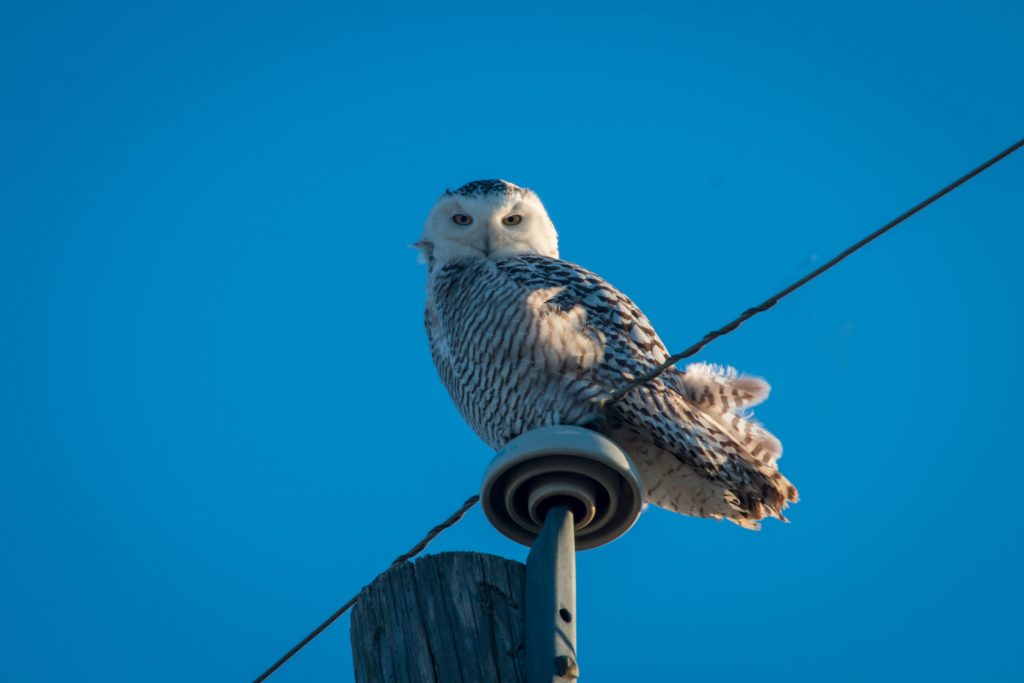 Snowy Owl