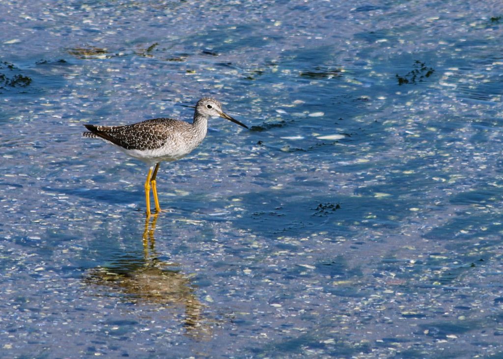 Greater Yellowlegs