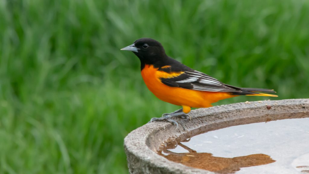 Baltimore Oriole