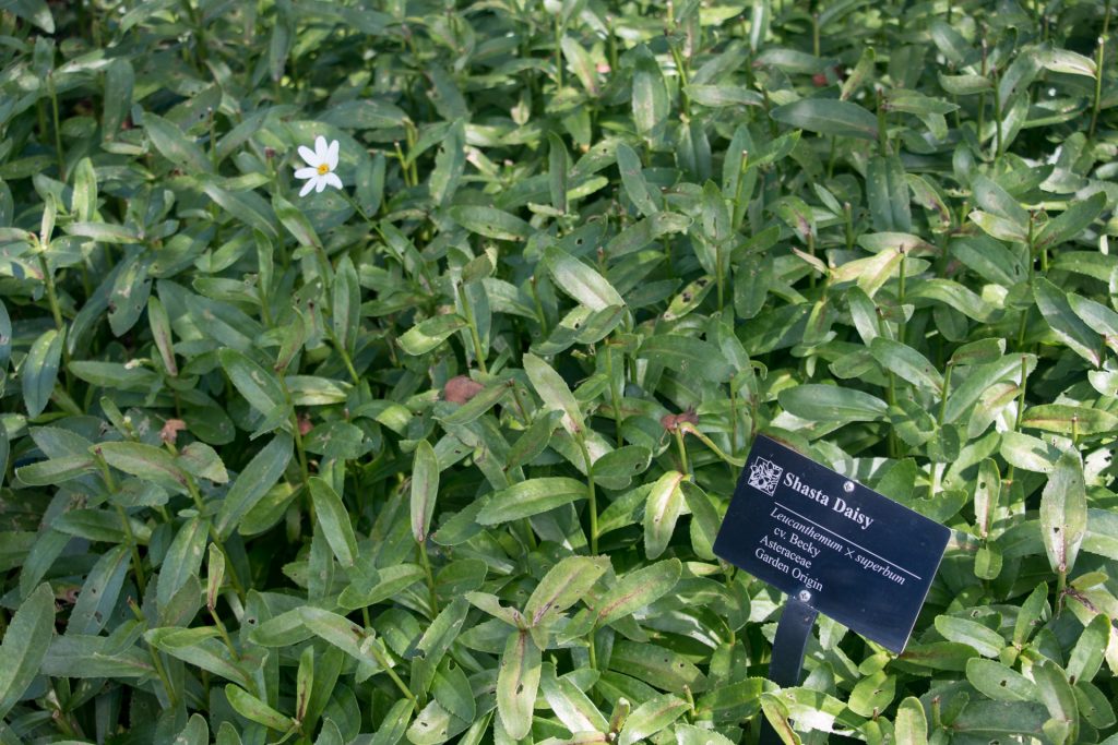 Shasta Daisy