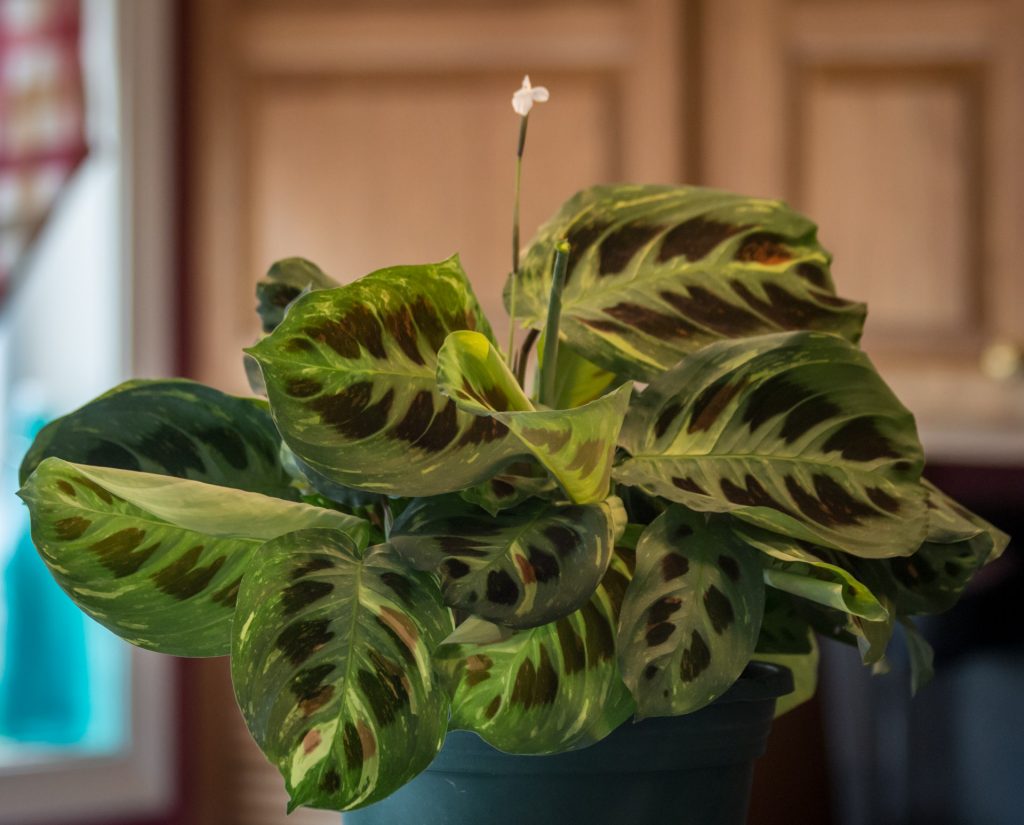 Prayer Plant in Bloom 1