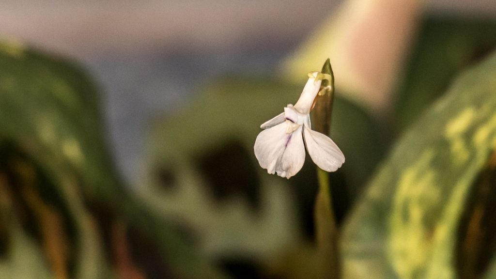 Prayer Plant in Bloom 2