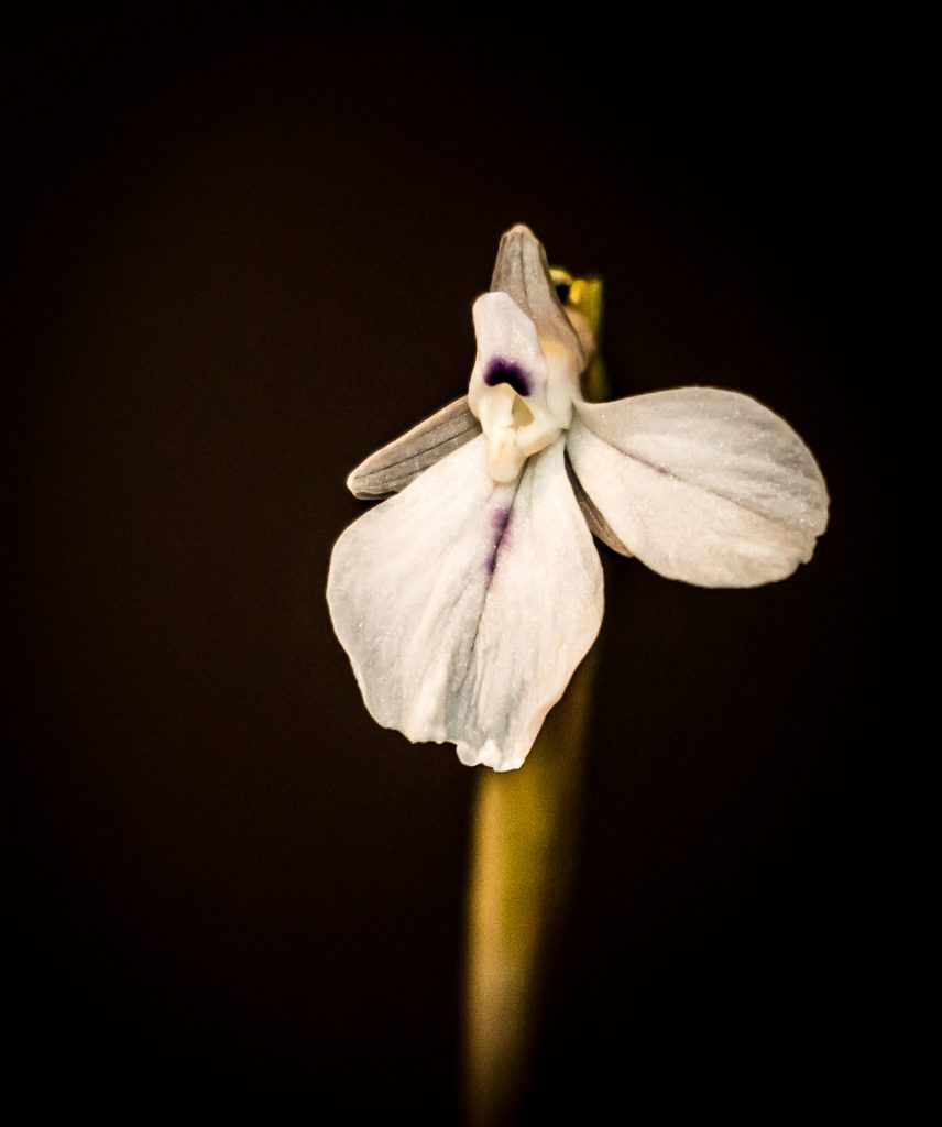 Prayer Plant in Bloom 3