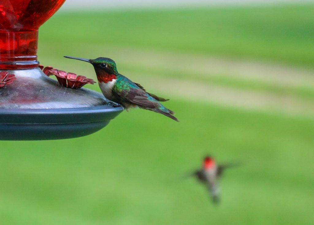 Hummingbirds