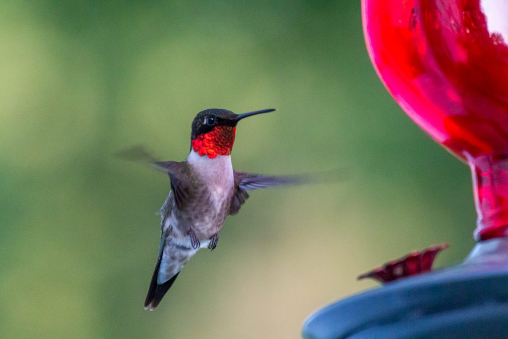 Hummingbird