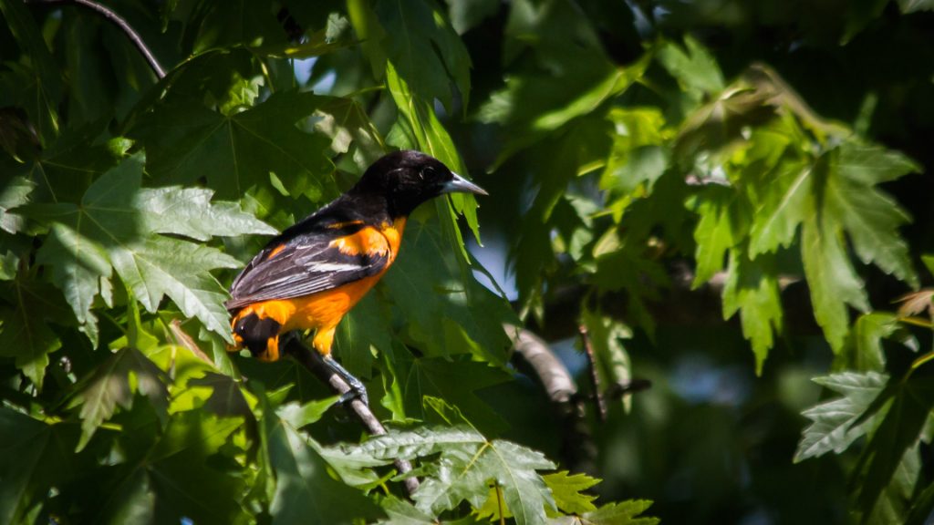 Baltimore Oriole