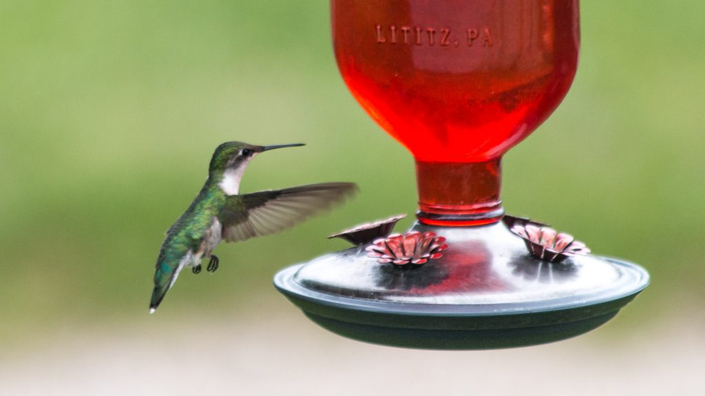 Humming bird