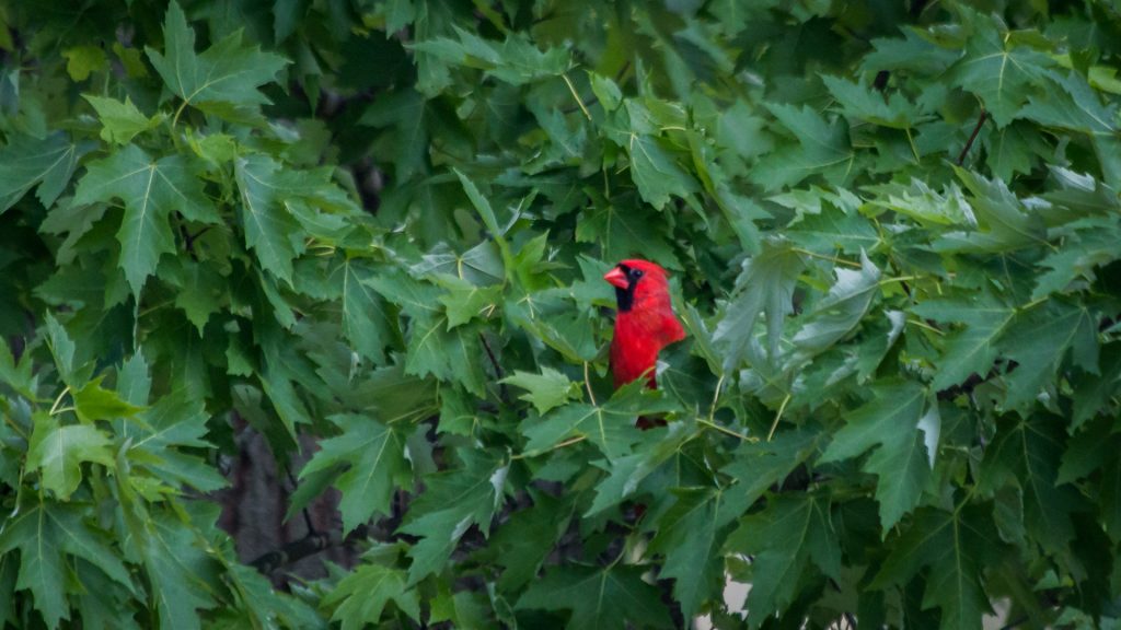 Cardinal