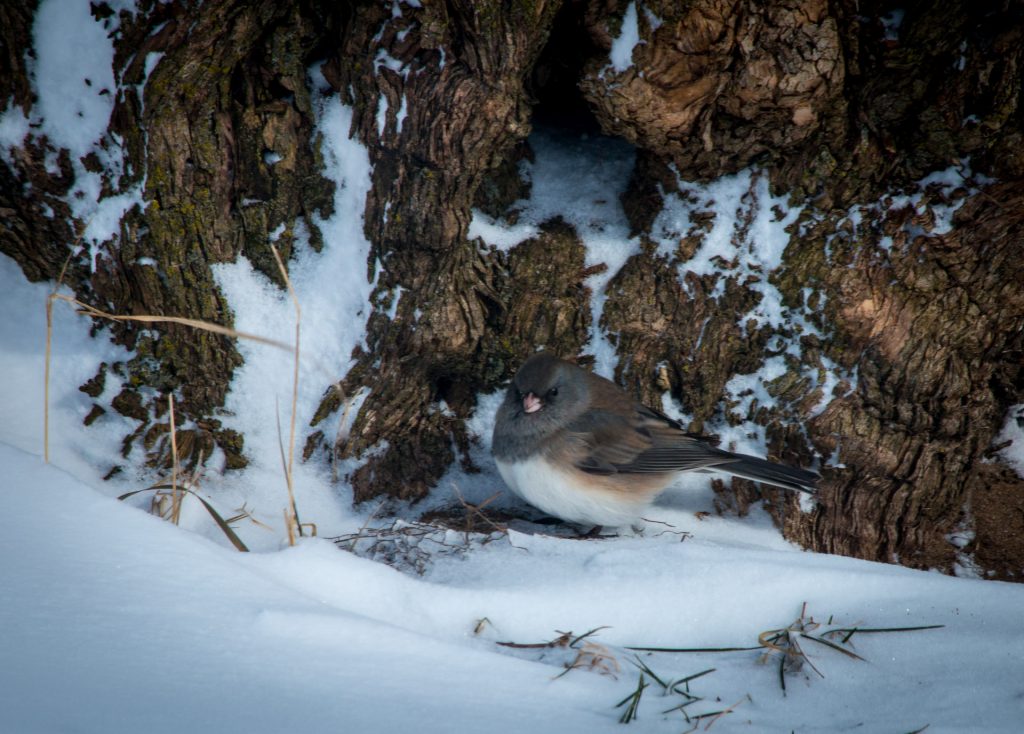 Dark-eyed Junco