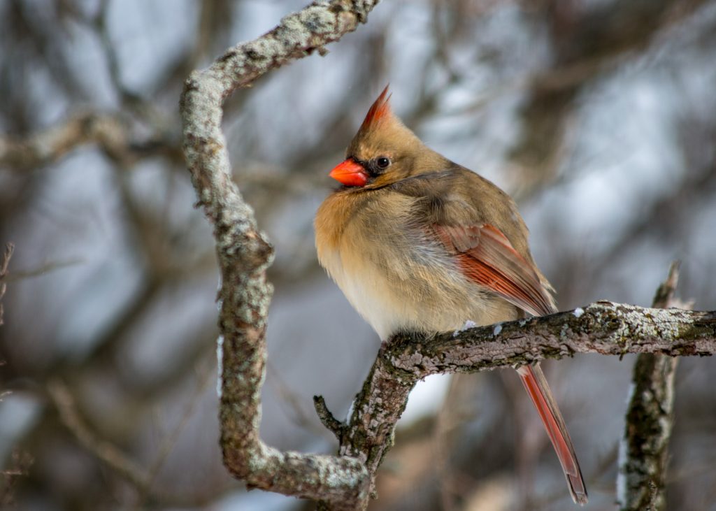 Cardinal