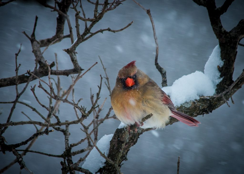 Cardinal