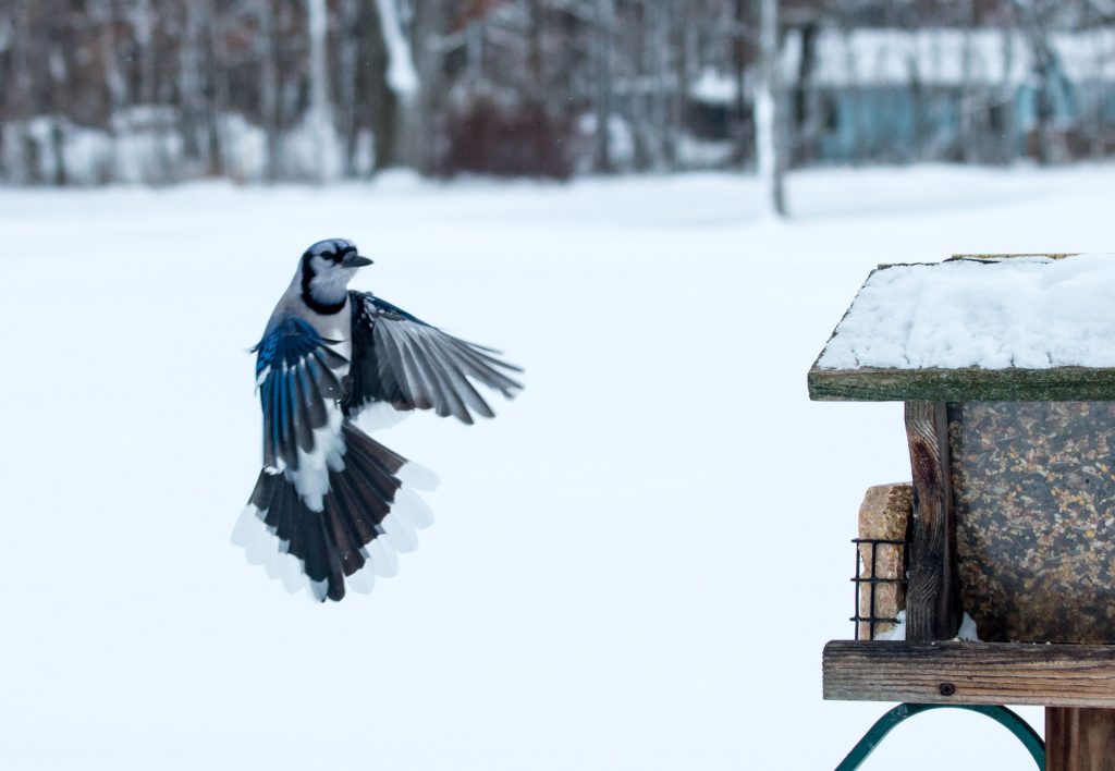 Blue Jay