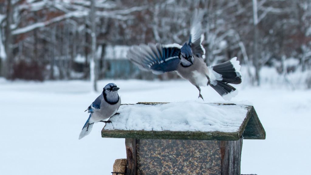 Blue Jays