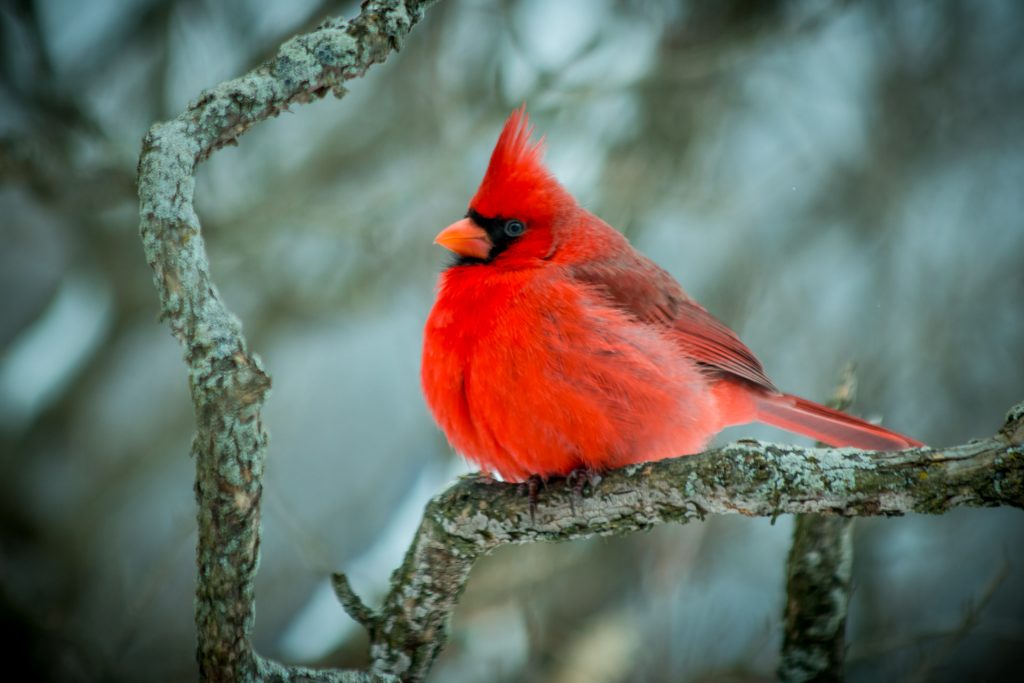 Cardinal