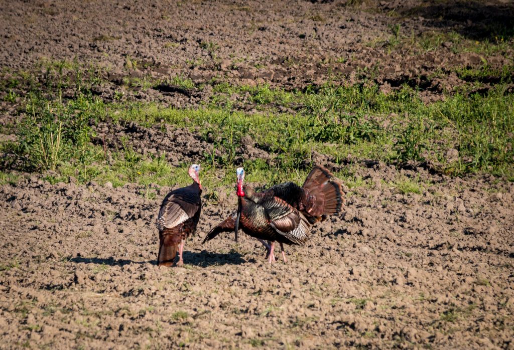 Wild Turkeys