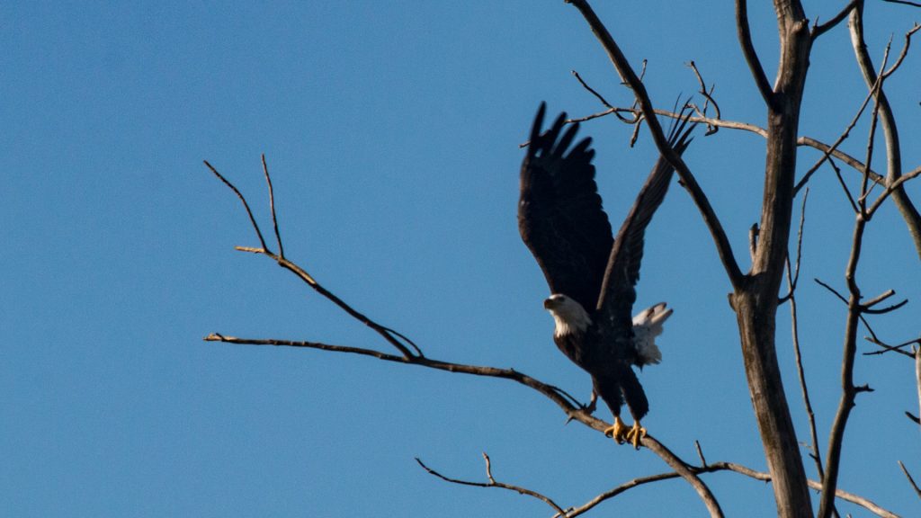 Bald Eagle