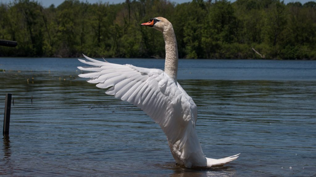 Mute Swan