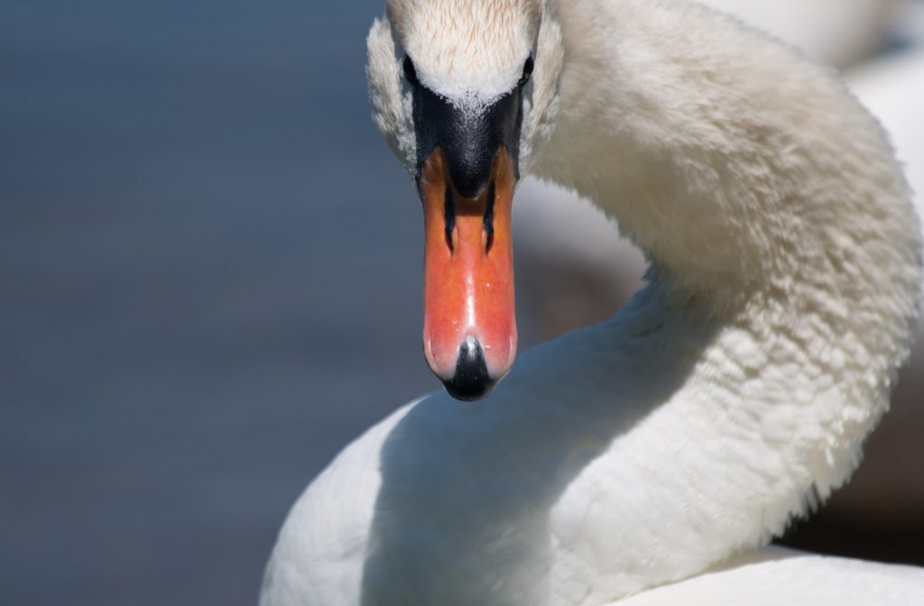 Mute Swan