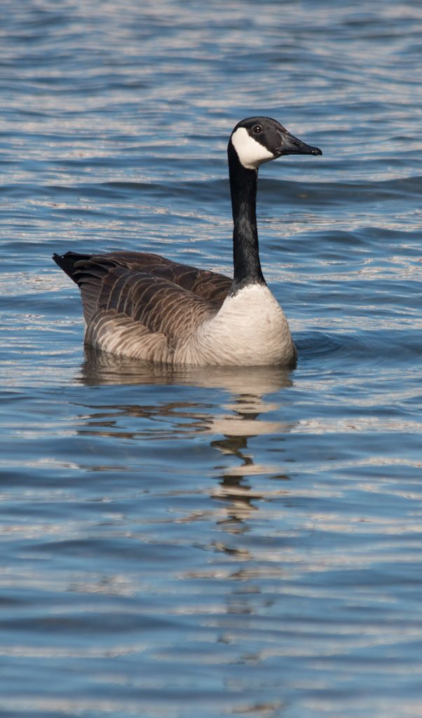 Canadian Goose