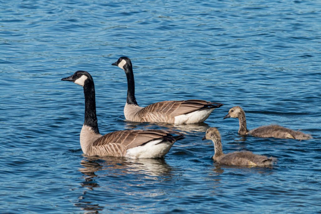 Canadian Geese