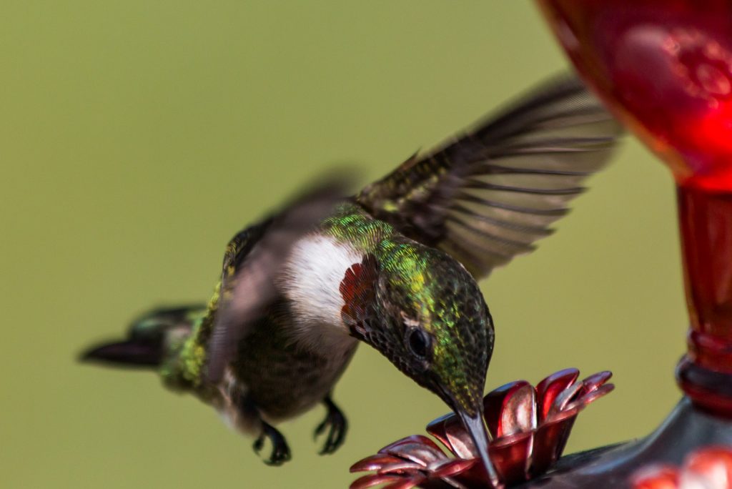 Hummingbird