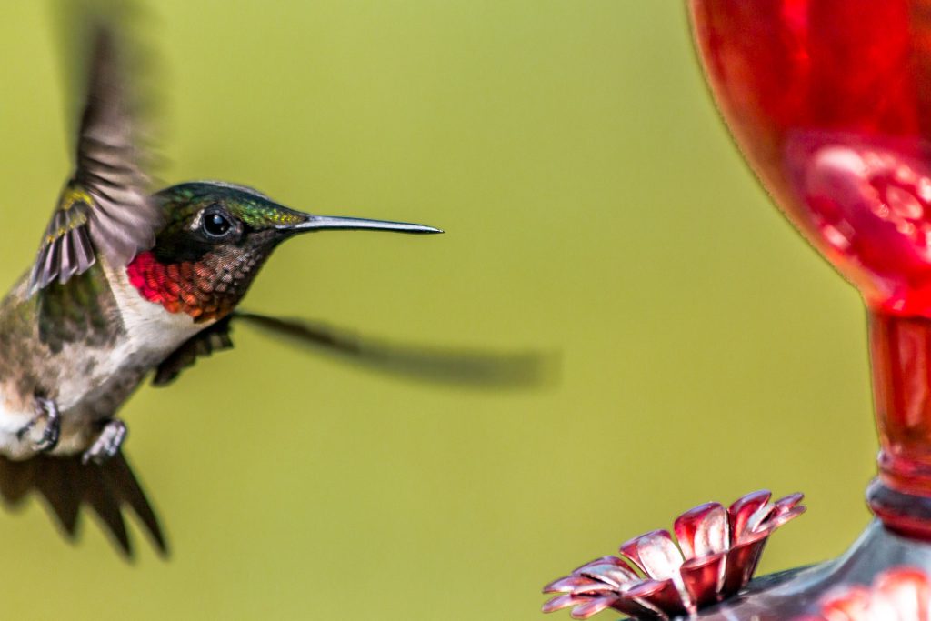 Hummingbird