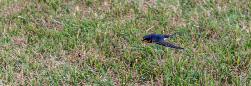 Barn Swallow