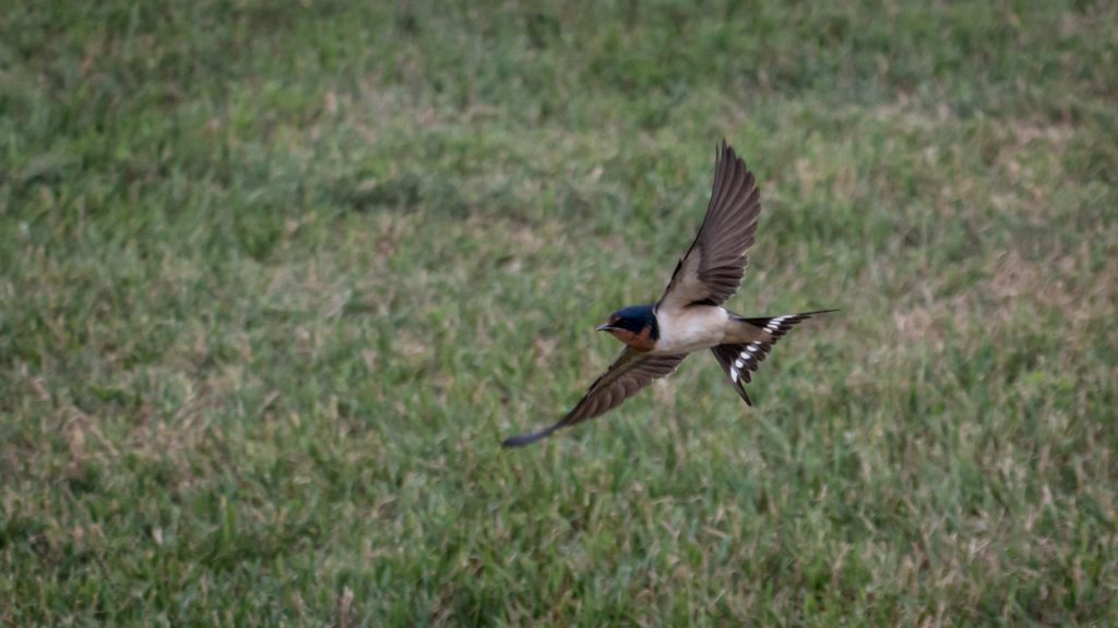 Barn Swallow