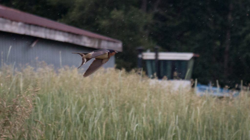 Barn Swallow