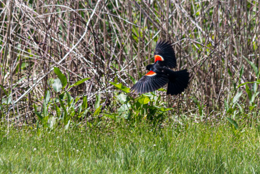 Red-winged Blackbird